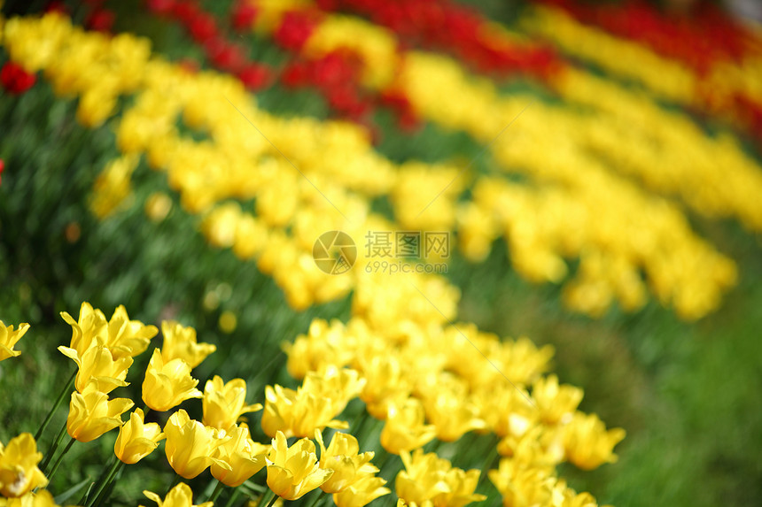 黄色郁金香特写蓝色宏观太阳季节花瓣植物群植物学团体花园场地图片