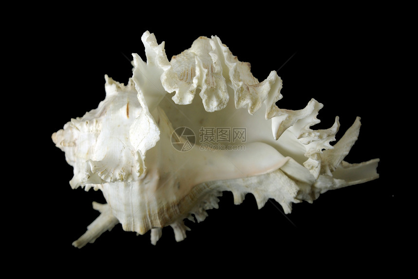 海贝壳动物生态软体海洋黑色海滩热带贝类海岸扇贝图片