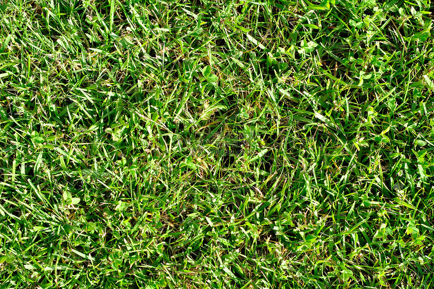 青质园艺生长草皮活力绿色土地高尔夫球橄榄球运动修剪图片