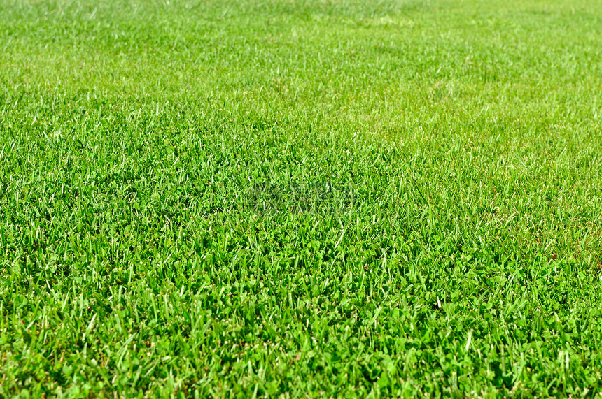 新鲜草地园艺草皮绿色足球场地植物体育场高尔夫球土地活力图片