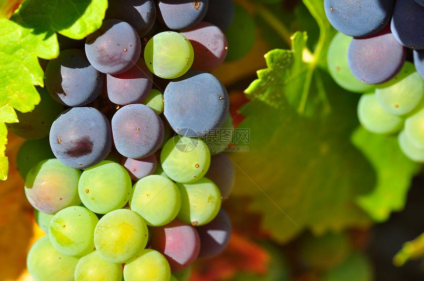 紫罗兰和绿酒葡萄图片
