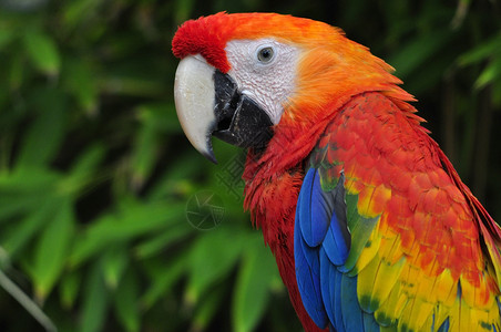 Parrot 鹦鹉动物园异国情调荒野野生动物背景图片