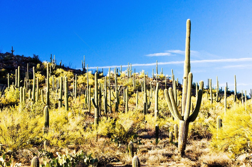 美国亚利桑那州萨瓜罗国家公园肉质外观世界位置沙漠植物群植物植物学风景旅行图片