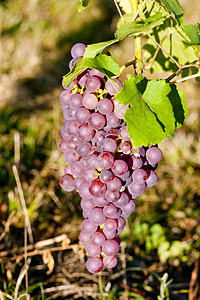 法国阿尔萨斯 Alsace葡萄园葡萄葡萄葡萄农业酒业栽培葡萄园藤蔓外观培训师水果收成背景