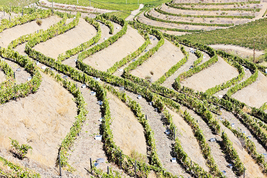 葡萄牙杜罗谷的葡萄树乡村葡萄酒业农村葡萄园外观植被旅行世界风景图片