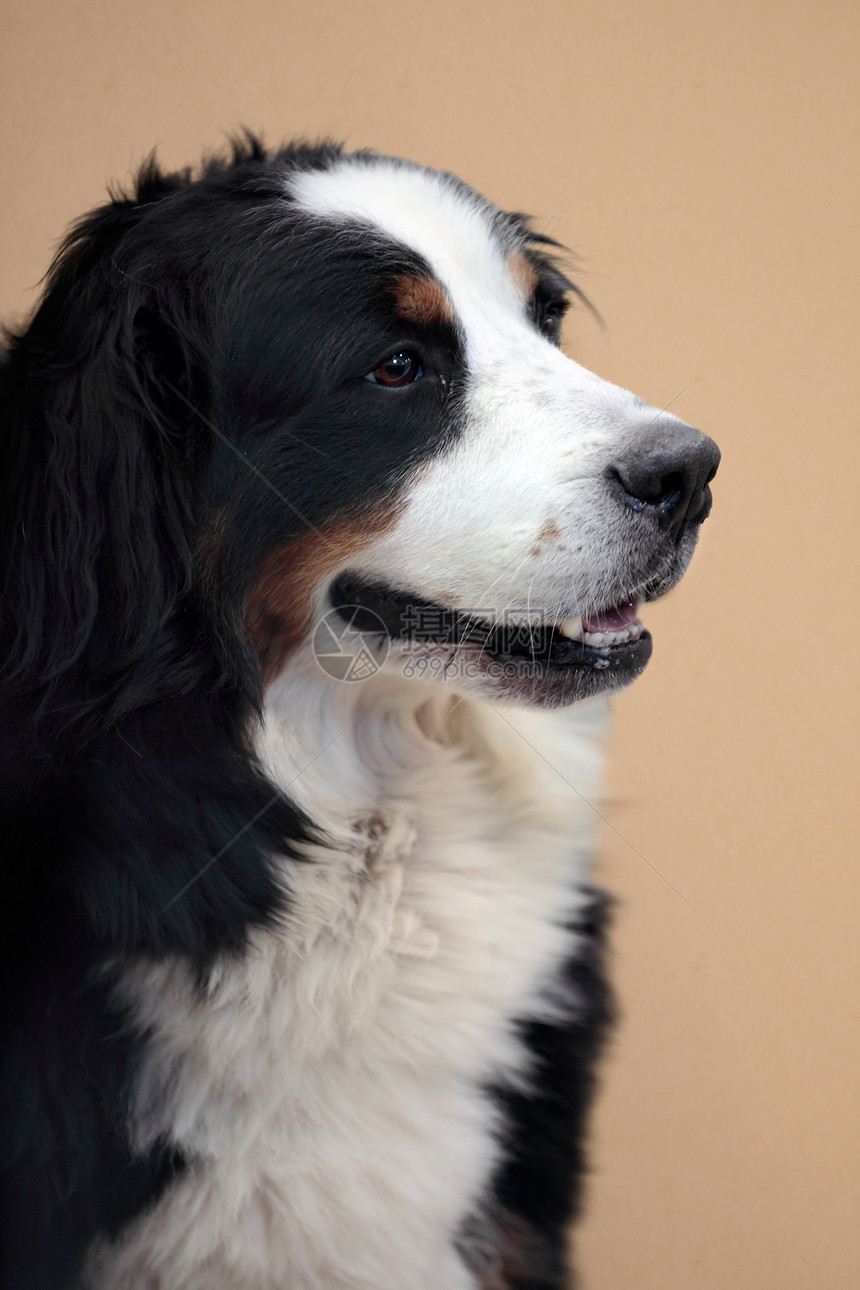 伯尔尼山狗肖像鼻子警报工作犬哺乳动物毛皮犬类宠物猎犬图片