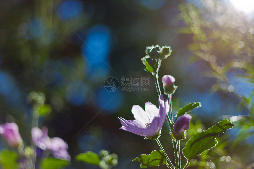 天空中美丽的花朵荒野太阳季节奶牛团体环境场景冻结草地蓝色图片