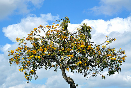 龙飞凤舞黄色 Tabebuia 树背景