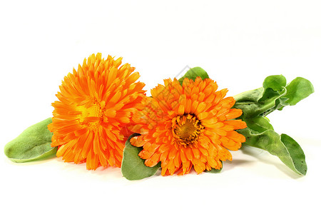 结婚白色橙子草药金盏花自然疗法植物辉光雏菊家庭背景图片