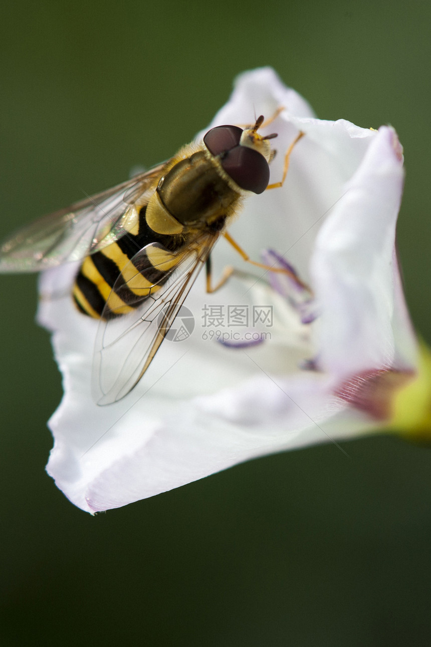 白花上黄蜂翅膀花粉蜂蜜金子昆虫花园生长害虫警告花朵图片