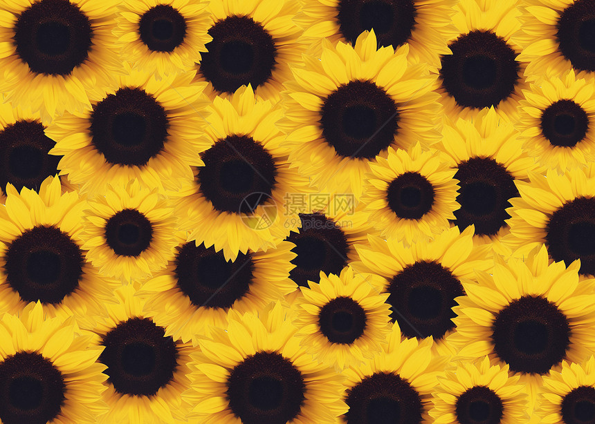 黄向日葵植物学装饰圆圈植物向日葵植物群宏观装潢种子花粉图片