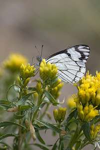 摄食白蝴蝶在黄花上喂食背景