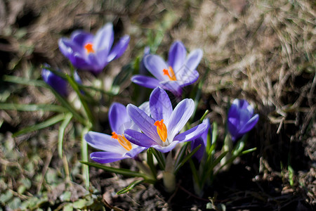 紫花花 2背景图片