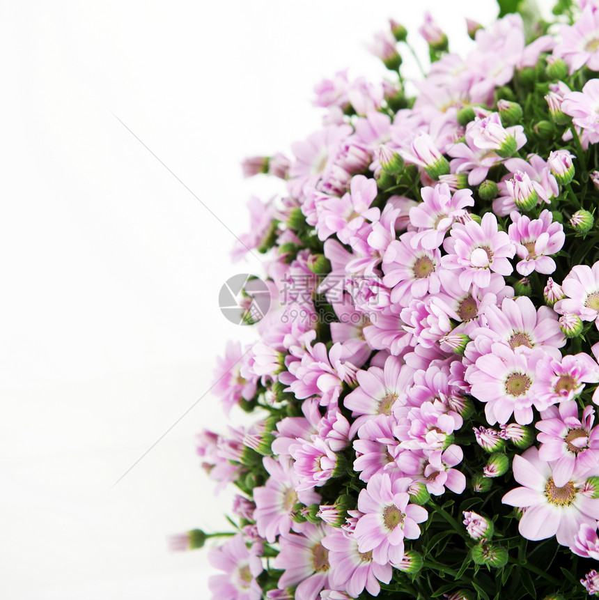 一束粉红花庆典周年植物纪念日工作室园艺雏菊礼物花朵铭文图片