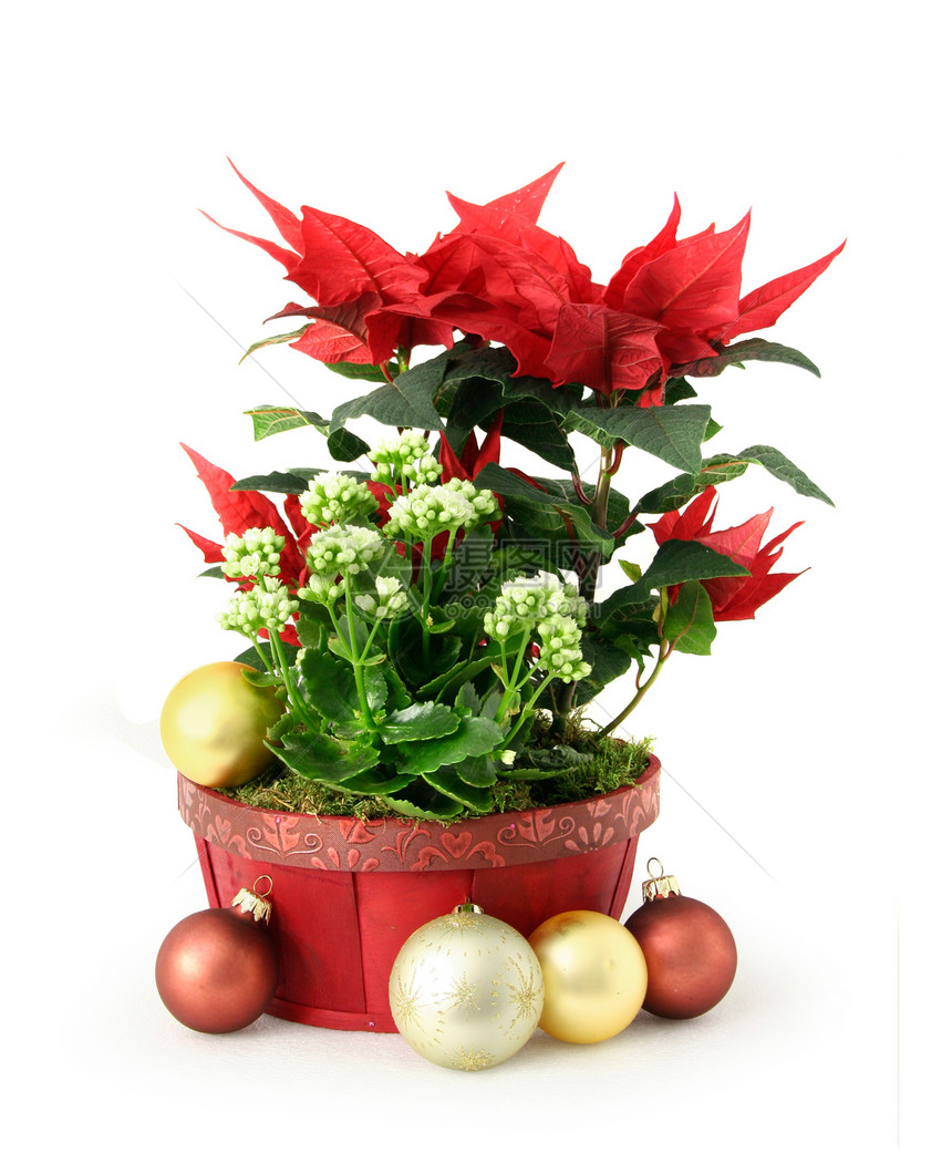 红圣诞花植物季节季节性金子白色篮子叶子红色绿色传统图片