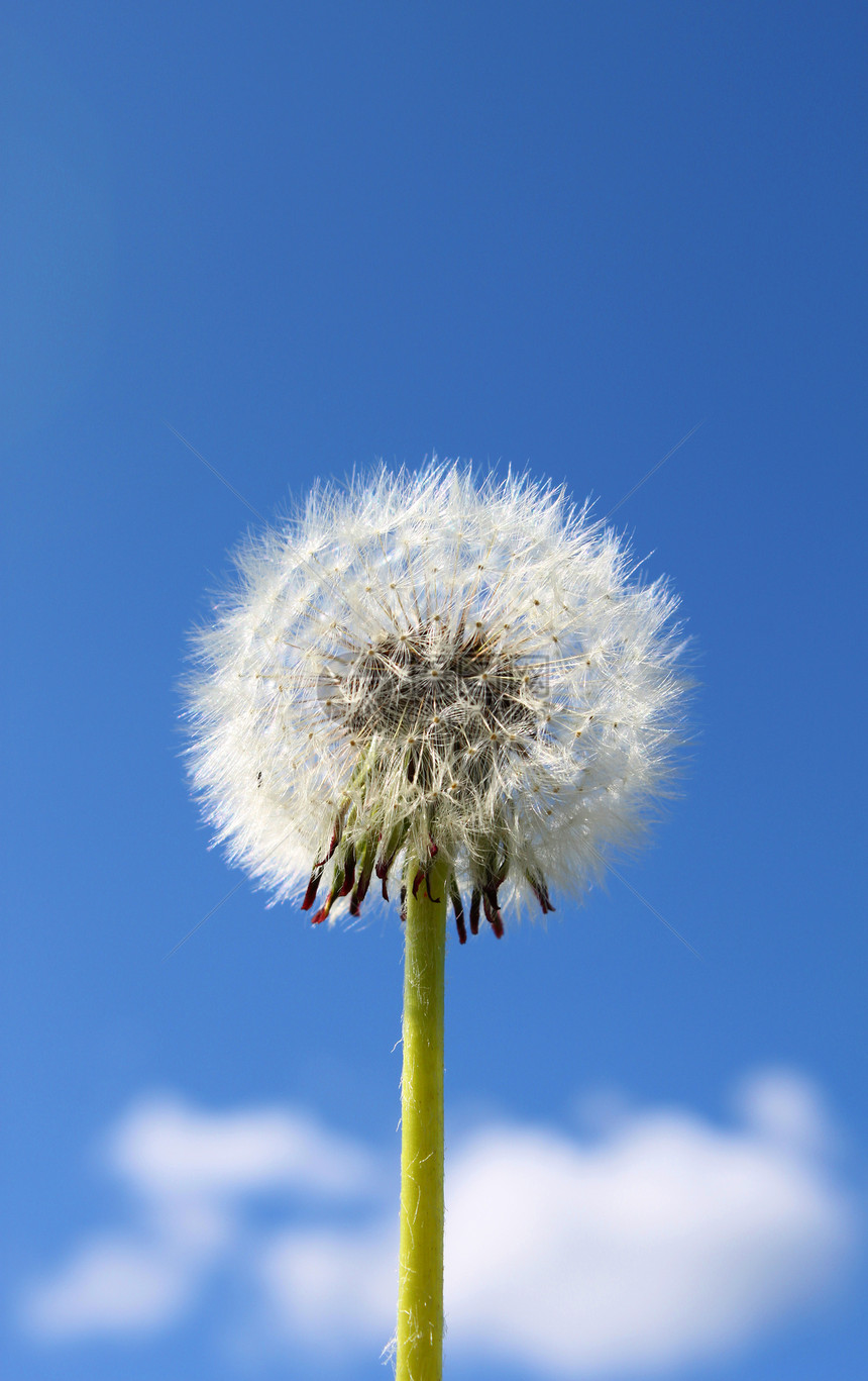 Dandelion 顶顶图片