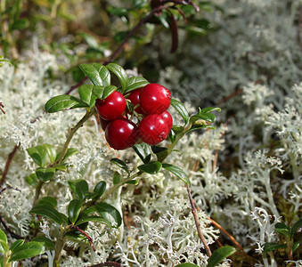 森林浆果新鲜红莓荒野食物森林饮食红色水果绿色植物团体浆果背景