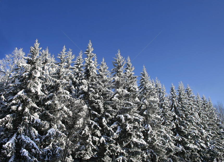 白雪森林季节蓝色晴天树木场景云杉冻结天空密码白色图片