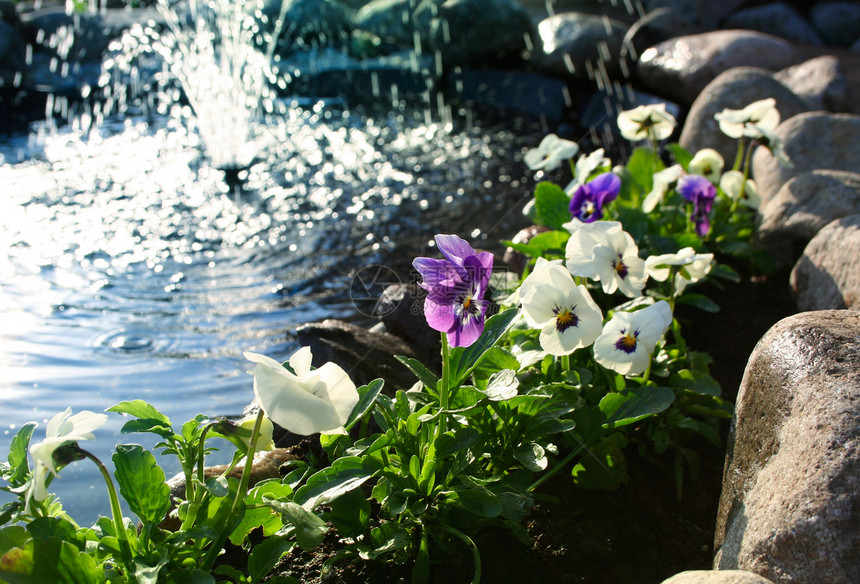 喷泉附近的紫花花园绿色植物石头水池水平季节植物学活力紫色图片