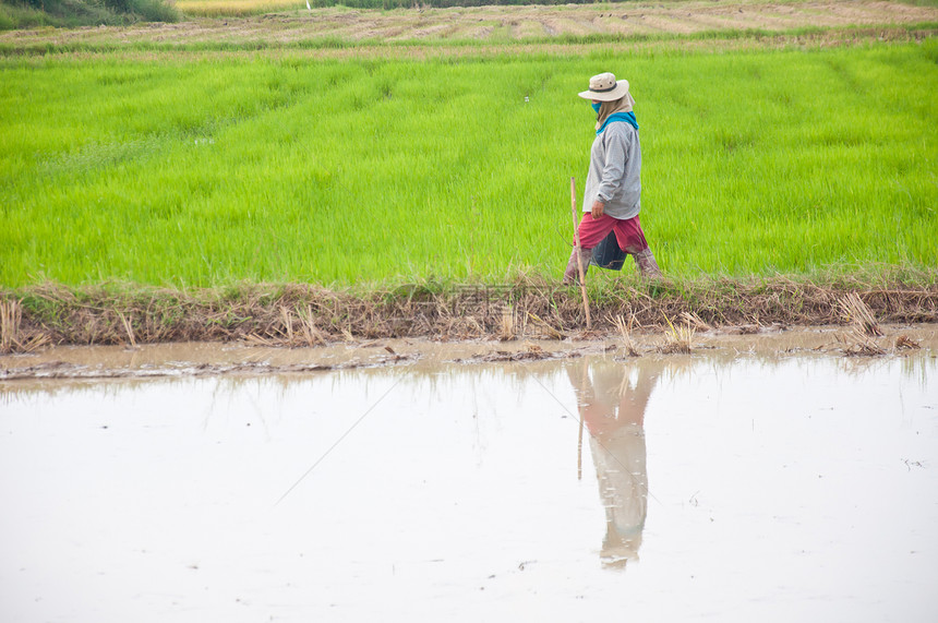 农民食物摄影绿色农业水平植物稻田地面工作图片