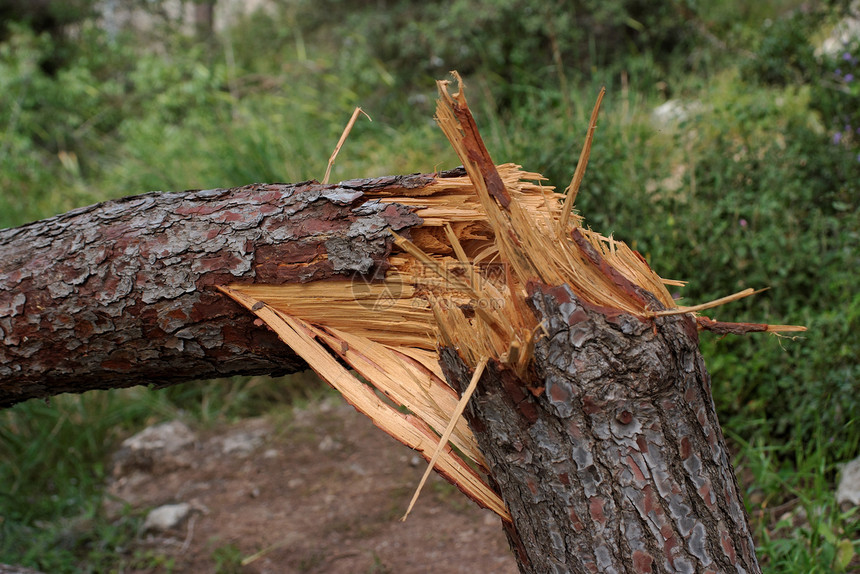 裂开的松树缝合棕色树干橙子天气筹码植物损害绿色膝盖森林图片