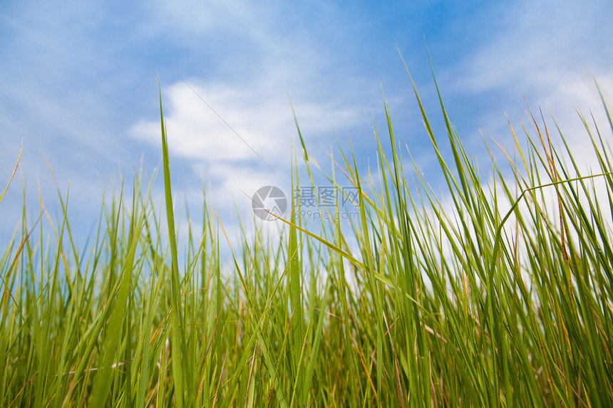绿草和蓝天空晴天牧场土地美丽蓝色活力场景天堂环境国家图片