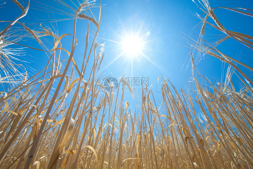 以小麦和太阳盟誓种子墙纸耳朵阳光谷物农场晴天收成季节粮食图片