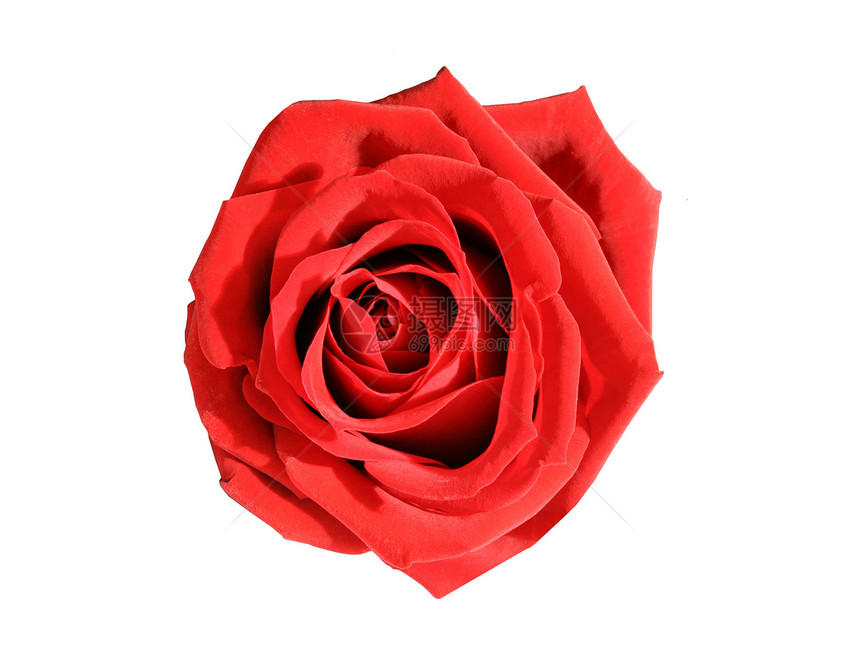 白色背景的红玫瑰框架花瓣水平红色宏观季节摄影礼物玫瑰花园图片