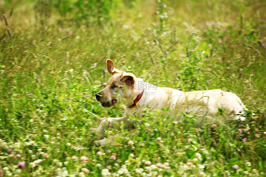 在草地上玩狗宠物小狗花园过敏感情友谊毛皮牧羊人奶油猎犬图片
