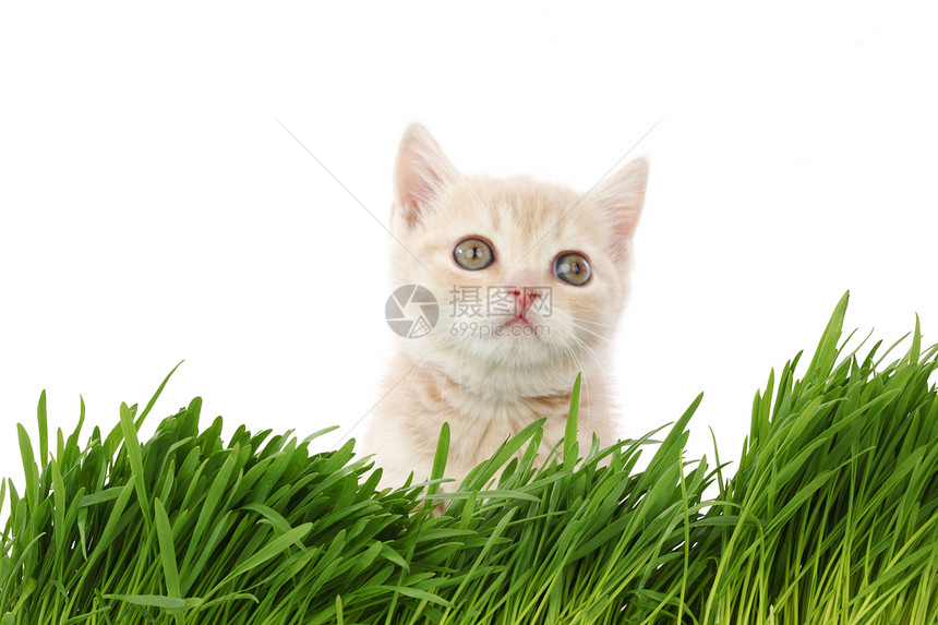 草地后面的猫植被生长动物宠物农场叶子植物眼睛花园哺乳动物图片