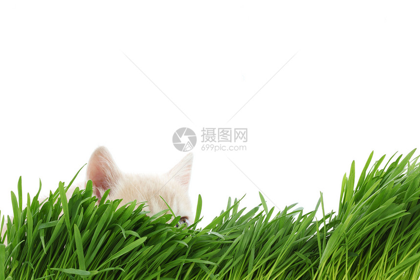 草地后面的猫场地动物毛皮农场小猫眼睛哺乳动物环境薄荷生长图片