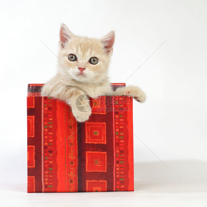 礼品盒中的猫婴儿爪子金子猫科动物星星兽医盒子生日猫咪图片