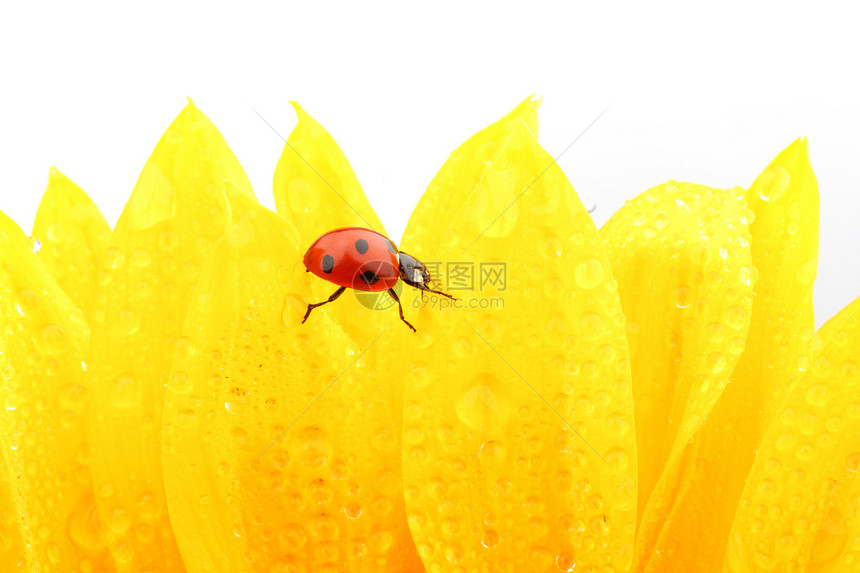 向日葵上拉虫生物学草地花瓣橙子甲虫太阳季节花园环境昆虫图片