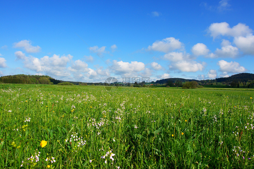 夏季夏月草地极乐生态雏菊杂草农场院子植物群天堂图片