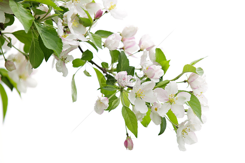开花苹果树枝季节花园花朵树叶植物发芽农业果园投标分支机构图片