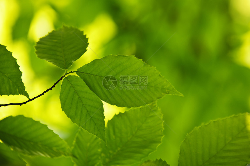 绿春叶生态生活分支机构绿色植物季节植物树叶环境静脉阳光图片