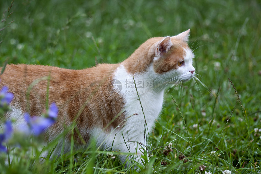 姜黄猫图片