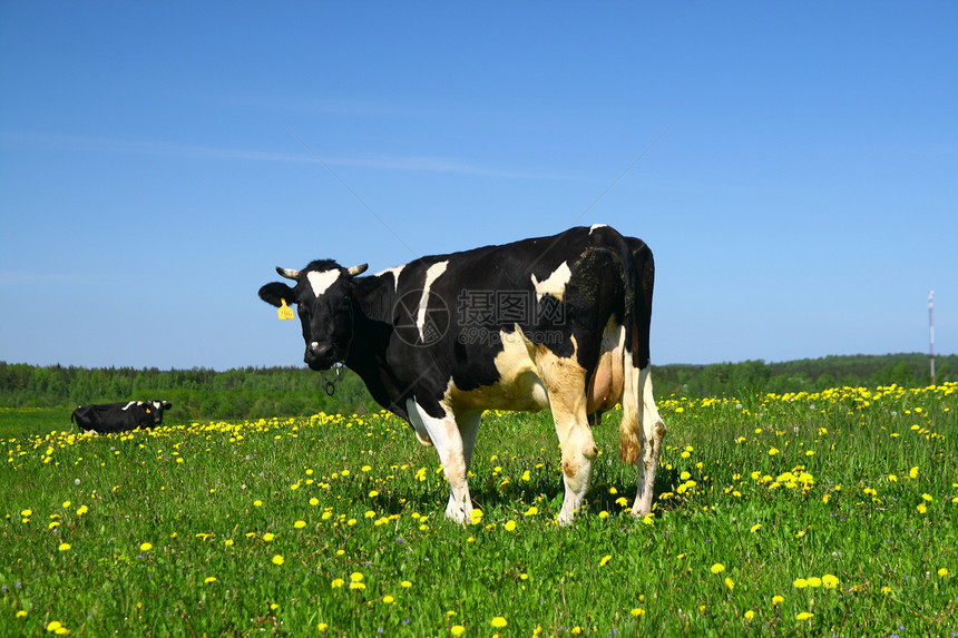 奶牛景观村庄奶制品丘陵蓝色家畜环境阳光哺乳动物农田农场图片