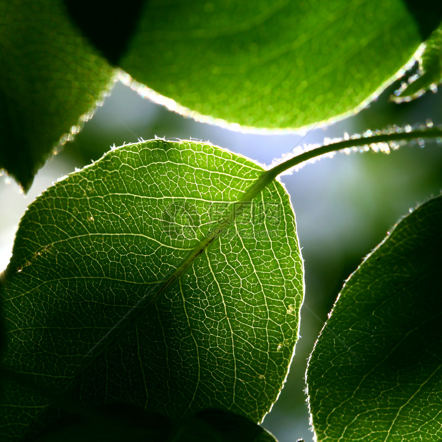 绿色绿叶宏观生长植物森林叶子分支机构树叶环境木头图片