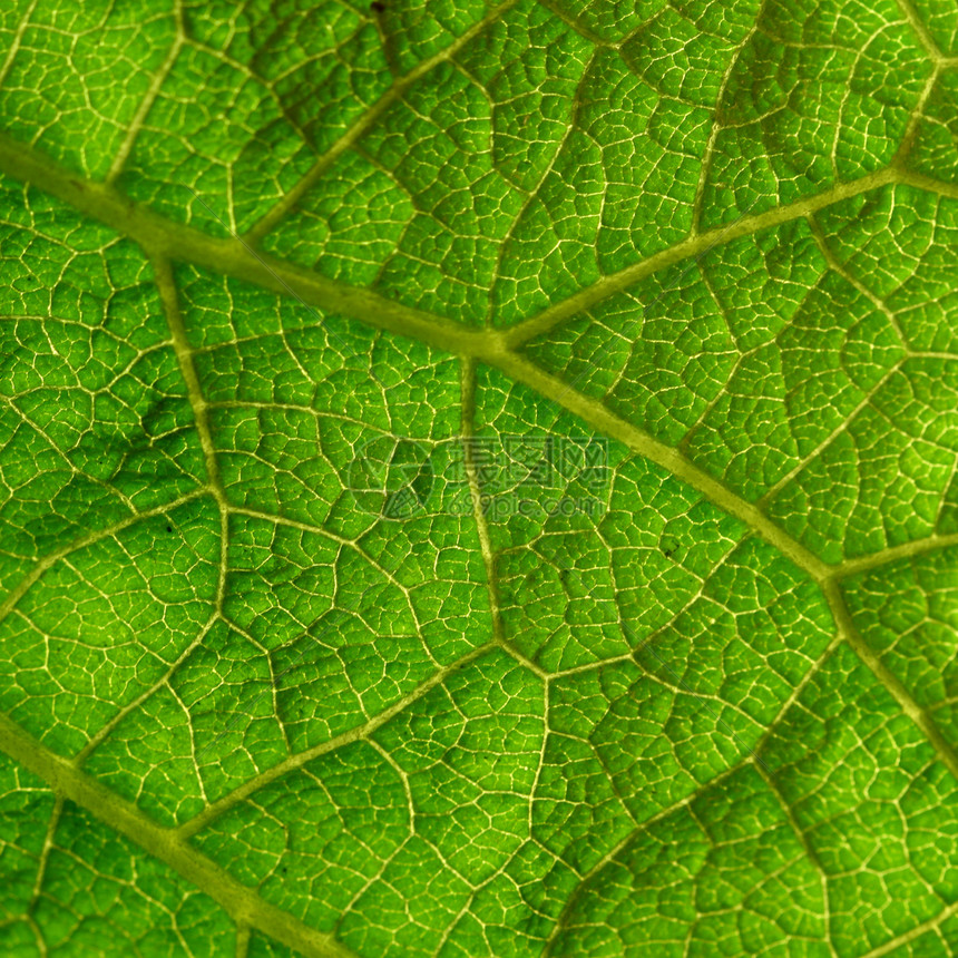 绿叶宏观生态生长生活植物群环境叶子绿色植物白色图片
