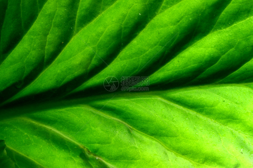 绿叶绿色刀刃植物生活叶子花园活力园艺植物学材料图片