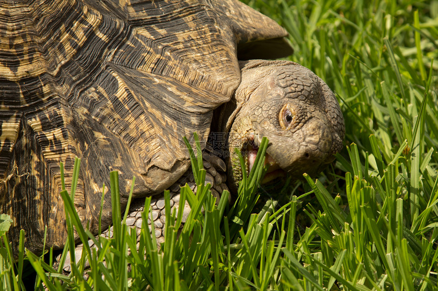 吃草的海龟圆顶爬虫乌龟野生动物图片