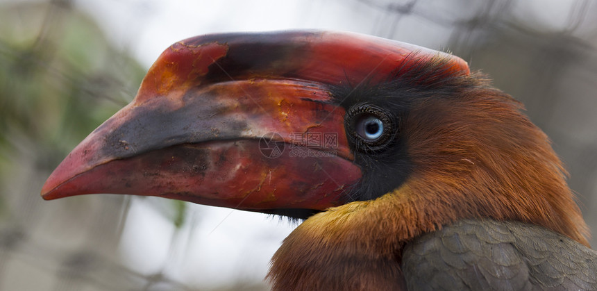 霍恩比勒动物野生动物脖子丛林身体荒野鸟类橙子喇叭蓝色图片