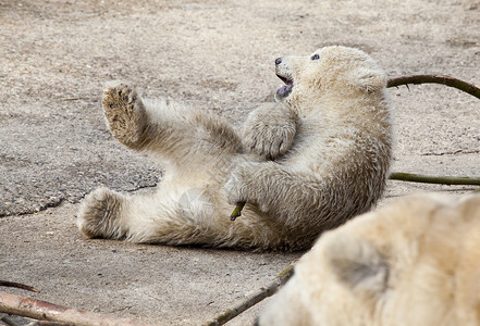 环保南极北极熊玩北极熊游戏季节威胁捕食者微笑动物园猎人濒危幼兽荒野哺乳动物背景