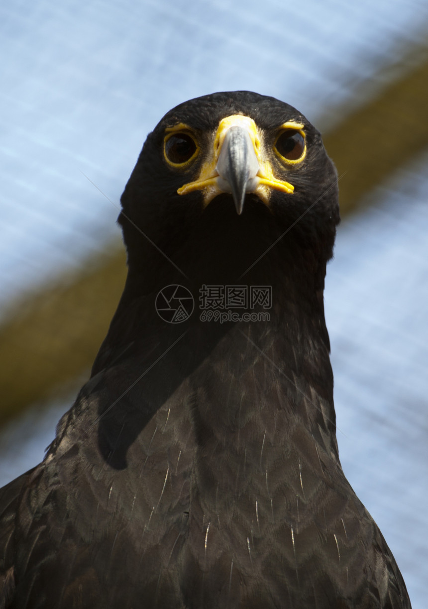 黑鹰鸟类猎人捕食者学习生物眼睛猎物富豪羽毛食肉图片