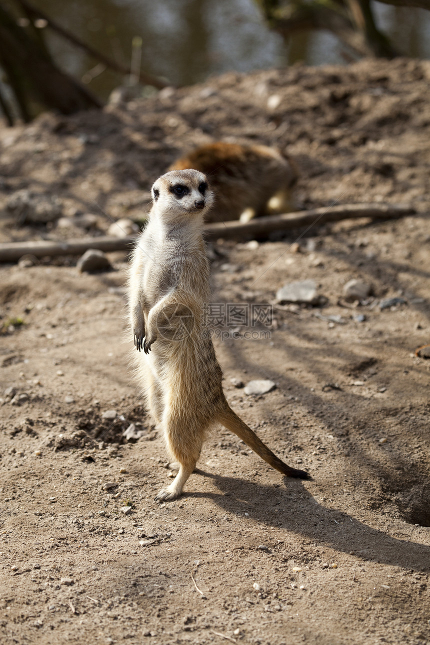 警示MEERKAT危险动物警卫哺乳动物荒野鼻子生物沙漠眼睛野生动物图片