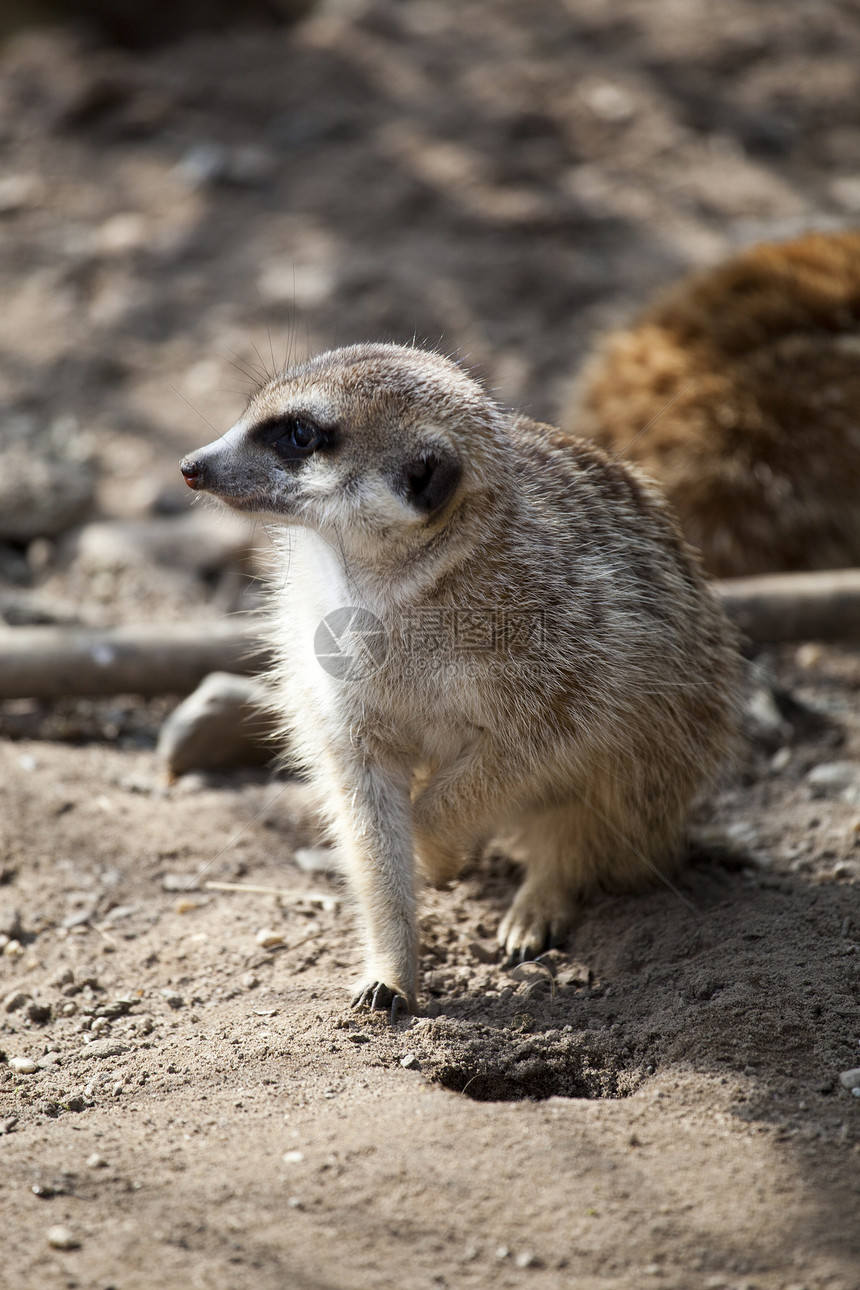 警示MEERKAT动物眼睛野生动物生物荒野鼻子危险警卫哺乳动物沙漠图片