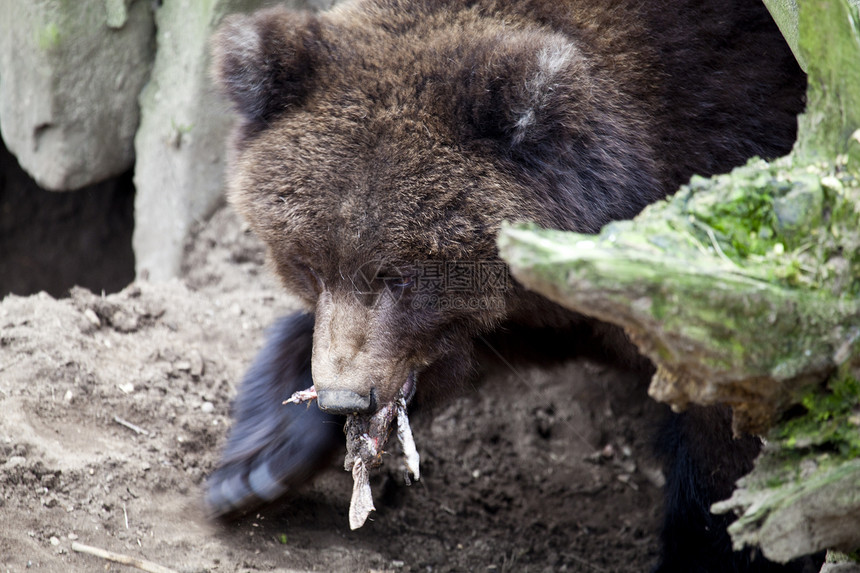 棕熊吃饭图片