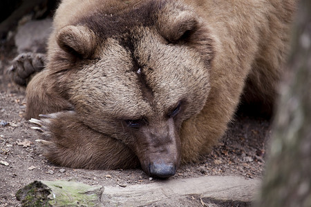 棕熊表情包胖了棕熊关门了哺乳动物动物园棕色野生动物俘虏毛皮背景
