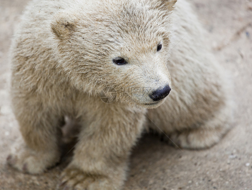 可爱的北极熊熊座力量爪子毛皮濒危墙纸捕食者食肉动物群栖息地图片